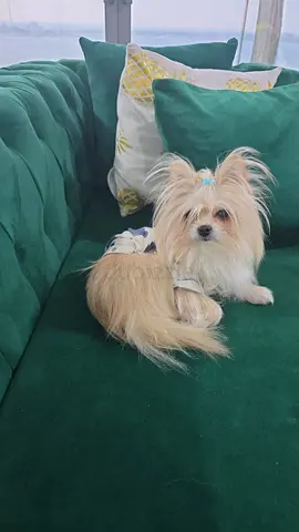 Pet