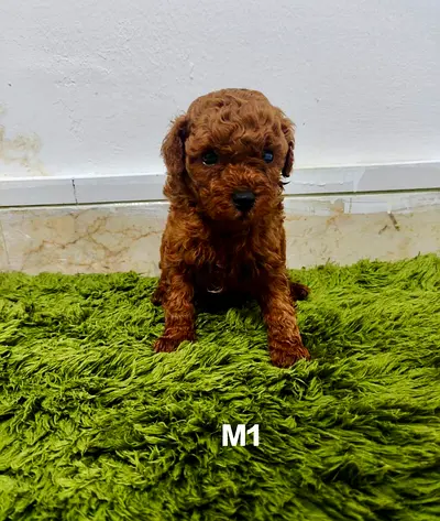 pet
