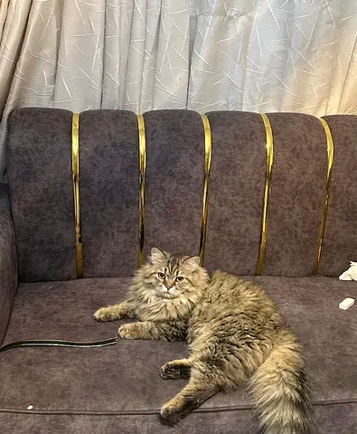 Norweigan forest male two years old