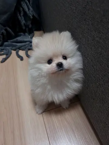 Well Trained  Healthy Adorable Pomeranian Puppy looking for a loving home