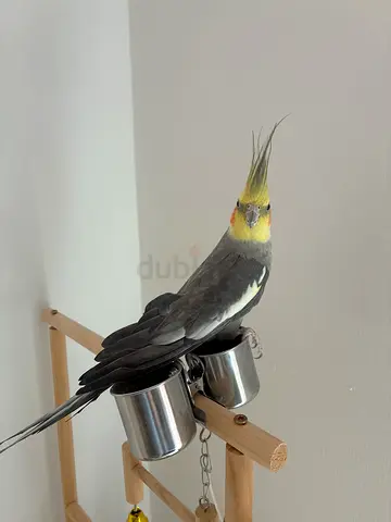 Hand‑raised Cockatiel Looking for a New Home