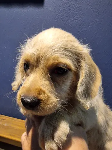 Cute puppy