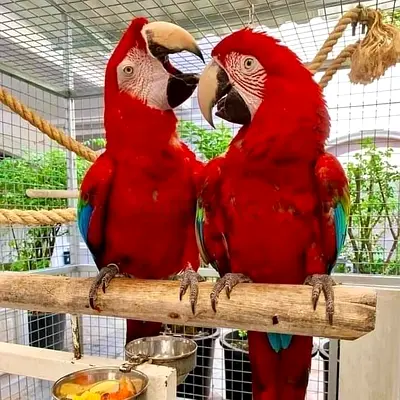 Red Macaw parrots