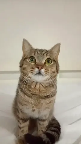Cat for adoption