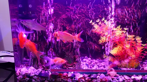 BOYU fish tank with stand for AED 170
