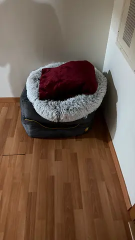 bed dog