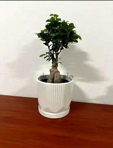 Small Indoor Bonsai Ficus in White Ceramic Pot
