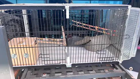 Birds cage