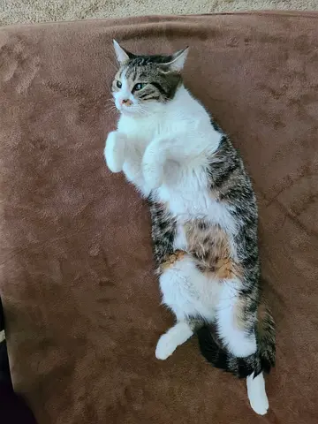 Tabby Cat For Free Adoption