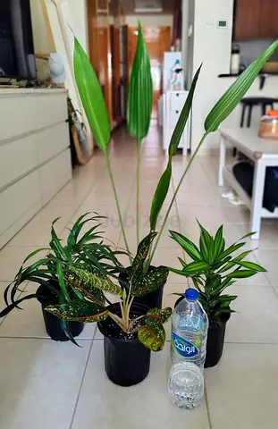 Take all 4 easy to take care  indoor plants
Final price , last price , best price
80 dhs only