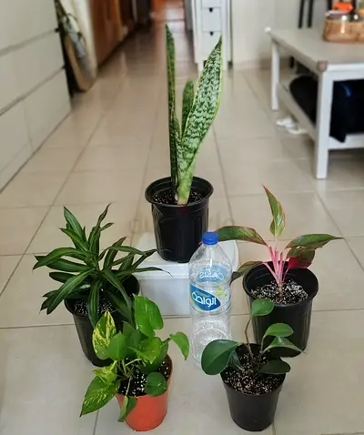 Take all 5 easy to take care  indoor plants Final price , last price , best price 60 dhs only
