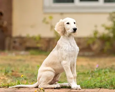 Saluki Puppies available