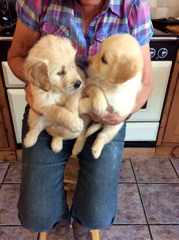 Beautiful Golden Retriever Puppies