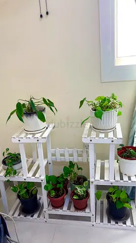 Indoor plants with wooden stand