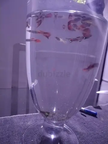 Glass pot with gappy fish