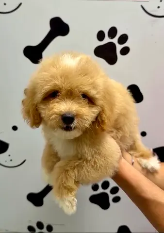 pet