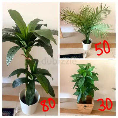 Three indoor potted plants — Dracaena, Areca palm and money tree (priced individually)