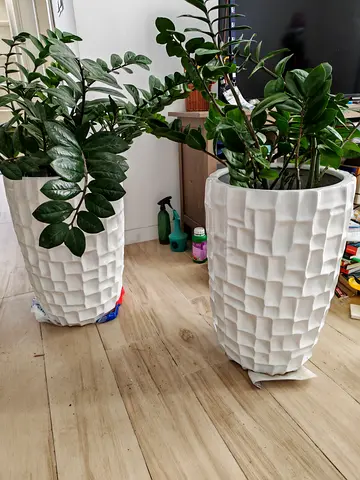 Two Pots of ZZ Plants