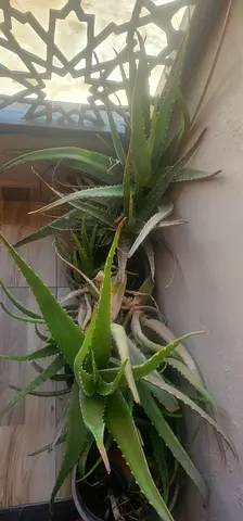 Aloe vera plants - healthy, mature pots ready to rehome