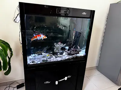 Fish tank