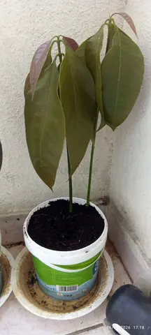 Pakistani Mango Plants in Pots – Ready to Grow