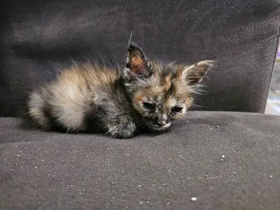 Cat for adoption