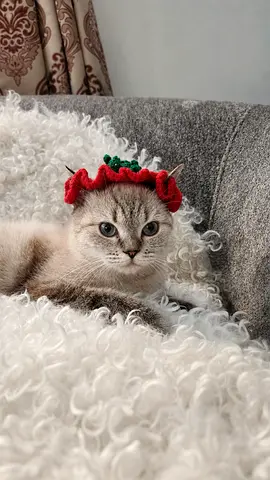 (Urgent عاجل) British Short Hair for Adoption (Blue Eye) - بريتش شورت هير عيون زرق للتبني