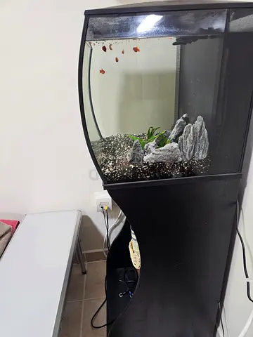 Medium curved glass aquarium with stand and small decor