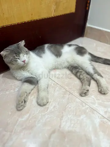 100% Free cats: Scottish and Persian