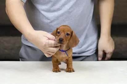 Mini dachshund puppies