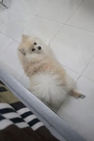 Pet