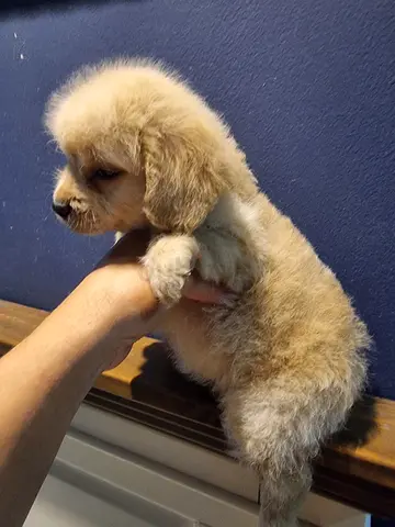 Lovely Puppy