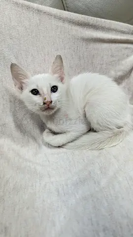 Beautiful All-White Kitten Looking for a Loving Home (Free Adoption)