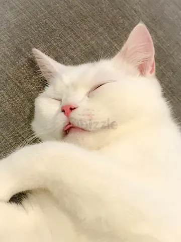 5 month cat kitten SiberianBritishshorthair