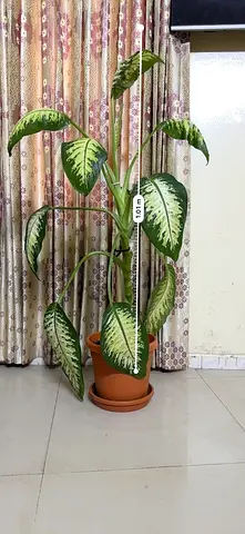 dieffenbachia (Indoor plants)