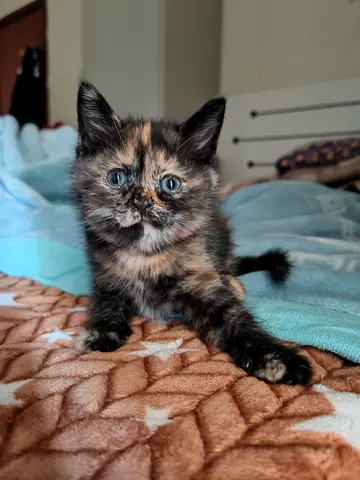 2 months old kitten for adoption