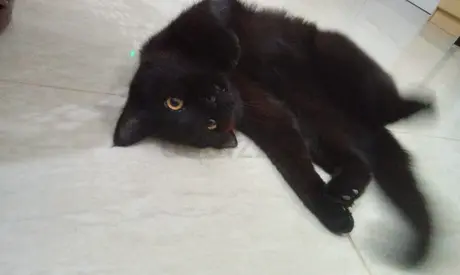 [free] Friendly young cat available for adoption