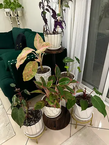 6 healthy indoor plants with ceramic pots