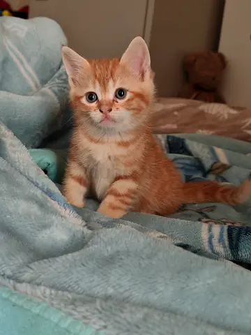2 months old kitten for adoption