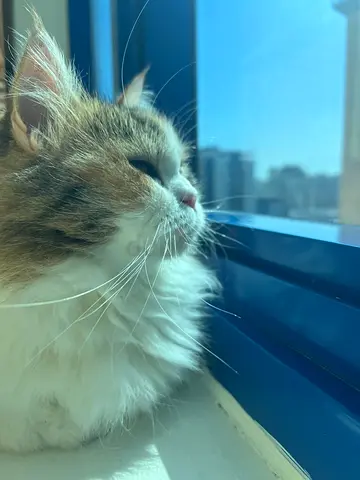 Free adoption - Lizzie