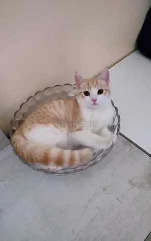 Female British Shorthair cat for free adoption