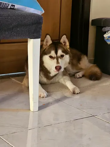 Dog Adoption
