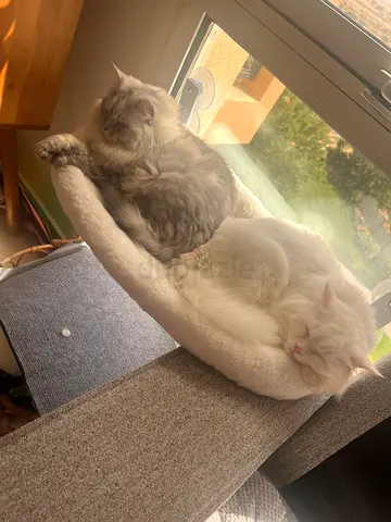 Brother and sister for adoption - free to good home