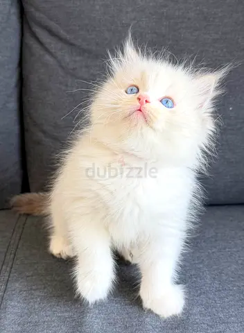 Adorable Pure Ragdoll Kitten