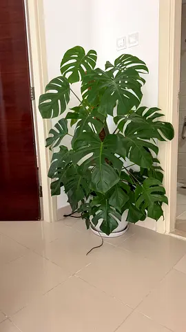 Monstera Houseplant