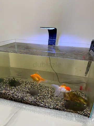 Complete 60cm Aquarium Setup (Fish Included)