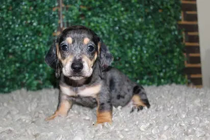 2-week-old Dachshund mix puppy — looking for a loving home