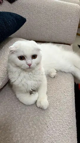 Persian cat for adoption