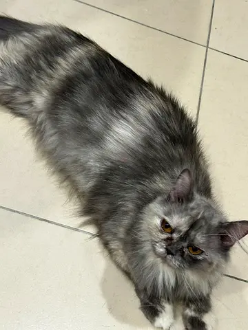 Long-haired female cat - friendly Persian mix, ready for new home