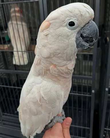 Beautiful Moluccan Cockatoo available for adoption
